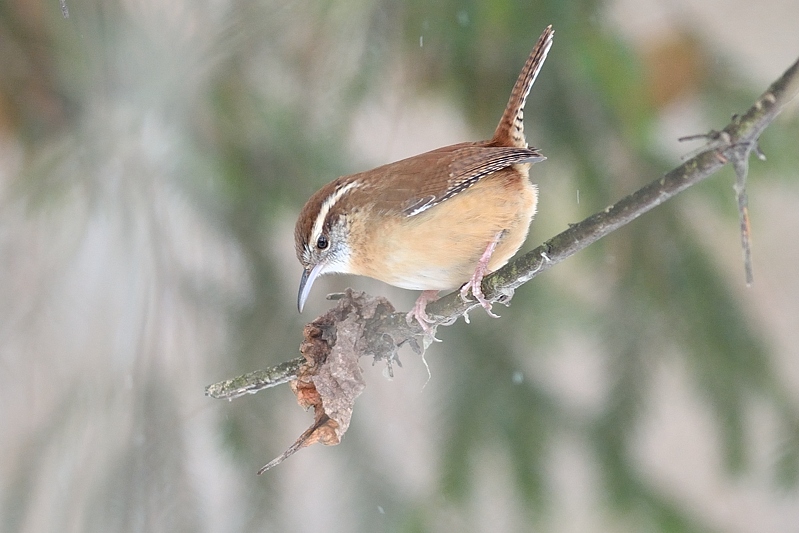 Carolinawinterkoning